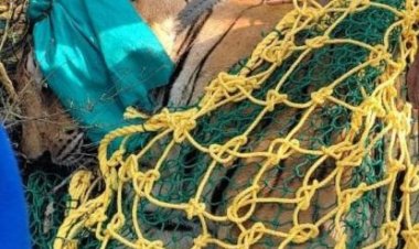 ट्रैक्यूलाइज कर बाघ पर काबू पाने वाले वन कर्मियों का मुख्यमंत्री साय ने की सराहना,कहा अभियान इतनी कुशलता से किया गया कि बाघ को किसी तरह की चोट नहीं लगी, बाघ के मूवमेंट पर नजर रखने लगाया गया रेडियो कालर