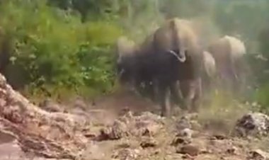 बाणसागर क्षेत्र में हाथियों का मूवमेंट:खेतों में लगी फसलों को चौपट कर रहे, सतना जिले की सीमा में बसे गांव में प्रभाव