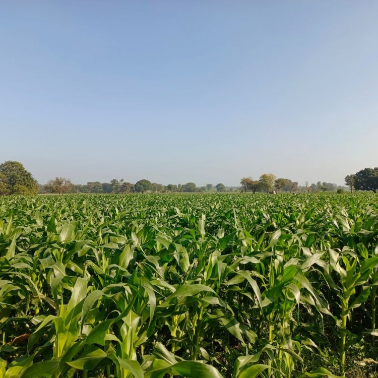 हरदा जिले में घटा गेंहू का रकबा:इस साल मक्का और चने की फसल की ओर बढ़ा किसानों का रुझान