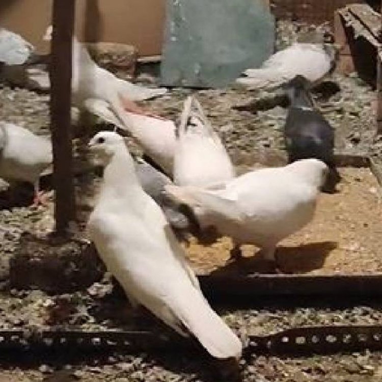 भोपाल में चोर पिंजरे समेत ले गए 35 कबूतर:ये उड़ान प्रतियोगिता में हिस्सा लेते; एक 11.50 घंटे उड़ान भरकर बना था चैंपियन