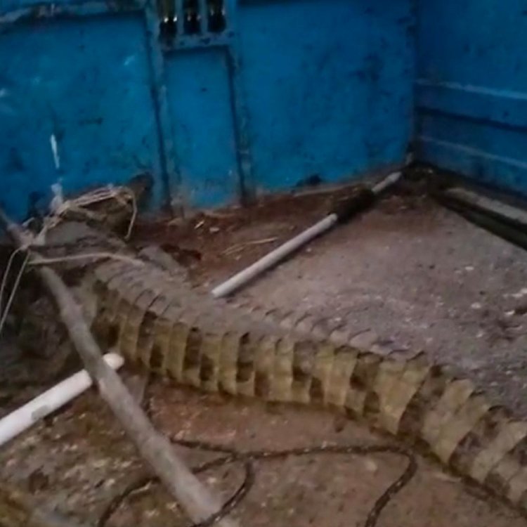 मगरमच्छ को पकड़ने बाइक से पहुंचे डिप्टी रेंजर:नीमच के राजपुरिया गांव में खेत में दिखा 6 फीट का मगरमच्छ, एक घंटे में किया रेस्क्यू