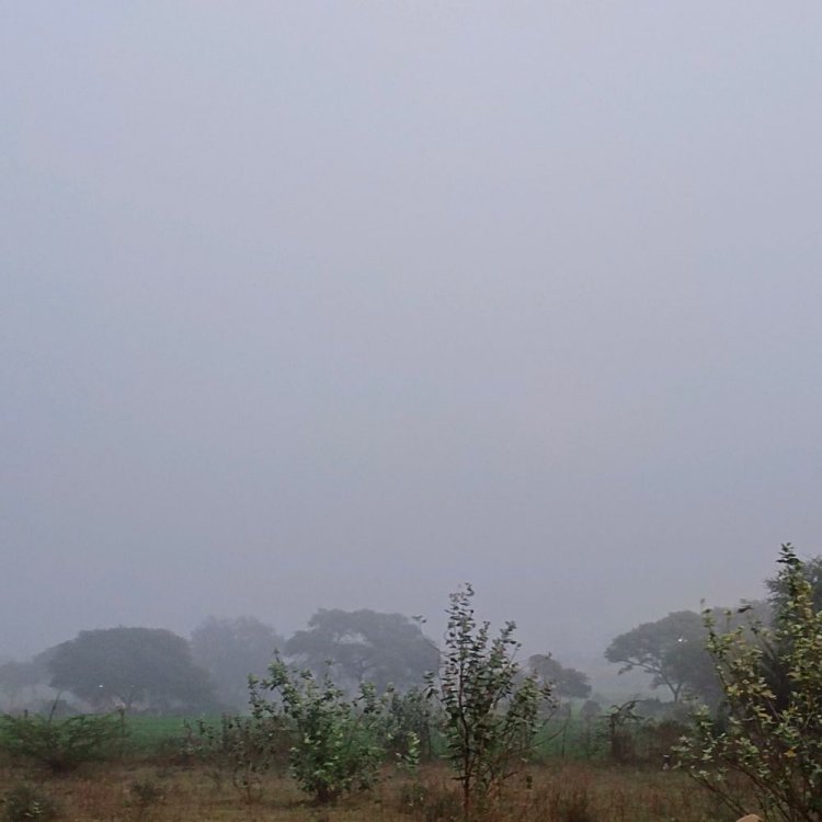 धार में 24 घंटे से चल रही शीतलहर:एक सप्ताह तक पड़ेगी कड़ाके की ठंड, फसल को नुकसान से बचाने दवा के छिड़काव की सलाह