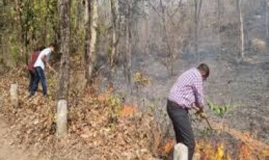 वन विभाग में भ्रष्टाचार और विधानसभा में गलत जानकारी देने के मामले में छोटे कर्मचारियों को बलि का बकरा बनाकर लीपापोती की तैयारी