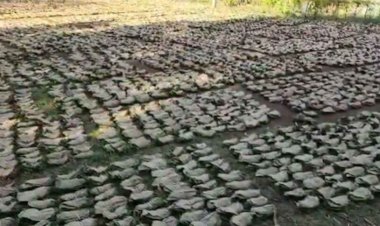 तेन्दूपत्ता पारिश्रमिक वितरण में घोटाला, 11 वनोपज समिति प्रबंधक बर्खास्त, संचालक मंडल भंग