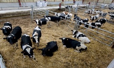 डेयरी खोलने पर अब 5 करोड़ तक की सब्सिडी देने जा रही है इस राज्य की सरकार