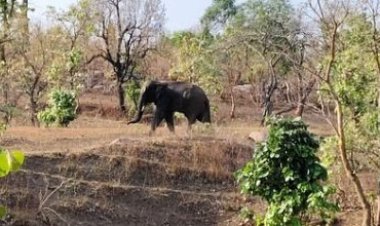 CG : जंगली हाथी ने ग्रामीण को उतारा मौत के घाट, वन विभाग ने बरामद किया शव