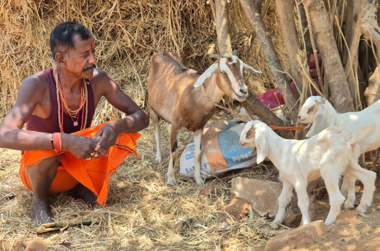 बकरी पालन बना आर्थिक सशक्तिकरण का आधार