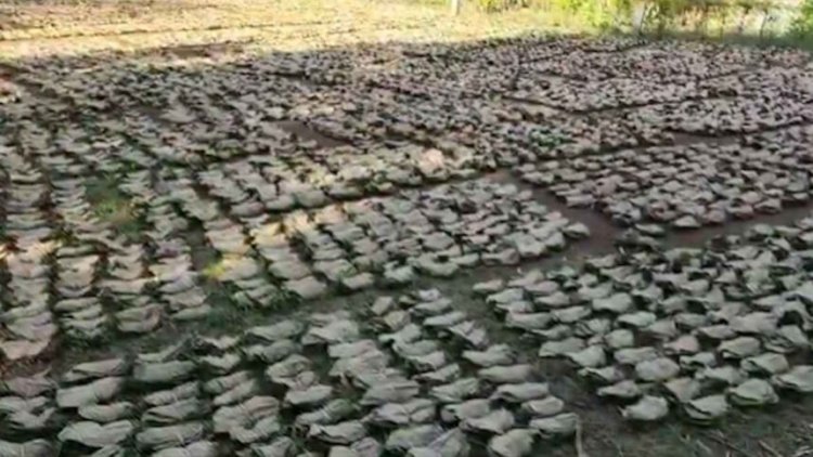 तेन्दूपत्ता पारिश्रमिक वितरण में घोटाला, 11 वनोपज समिति प्रबंधक बर्खास्त, संचालक मंडल भंग