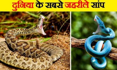 जानिए दुनिया के 5 सबसे खतरनाक सांप — एक काट में मौत की 10 गुना क्षमता”