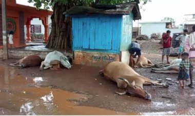 ब्रेकिंग : बिजली गिरने से 7 गायों की मौत, इलाके में मचा हड़कंप