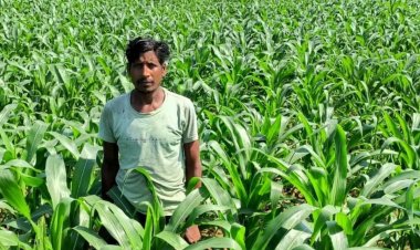 जशपुर-गर्मी के मौसम में धान की खेती करने वाले किसान मालती ने मक्का फसल की खेती से कमाएं दुगुना मुनाफा