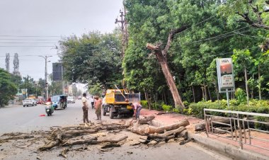 निगम जोन 5 उद्यान विभाग ने राजकुमार कॉलेज के पास जीईमार्ग पर सूखे हुए खतरनाक पेड़ों को मार्ग पर से हटाया