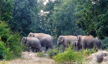 प्रदेश के इस जिले में फिर मंडराया हाथियों का खतरा, 13 गांवों में अलर्ट जारी, घरों में रहने की अपील