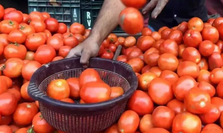 टमाटर के दाम में 20 रुपए प्रति किलो की उछाल, बेमौसम बारिश ने बिगाड़ा सब्जी बाजार, कीमतें छूने लगीं आसमान