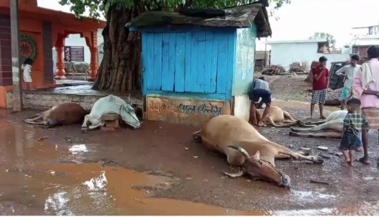 ब्रेकिंग : बिजली गिरने से 7 गायों की मौत, इलाके में मचा हड़कंप