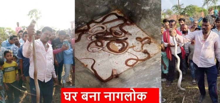 CG : छत्तीसगढ़ का घर बना नागलोक, कमरे में नाग-नागिन के साथ मिले कई सांप…..