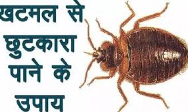 बिस्तर से खटमल कैसे निकालें?