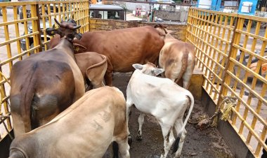 राश्रित गौवंश संरक्षण के लिए राज्य सरकार की बड़ी पहल, गौधाम योजना का बढ़ रहा दायरा