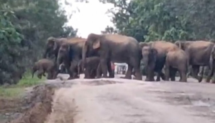  रायगढ़ में सड़क पार करता दिखा 70 हाथियों का दल, कैमरे में कैद हुआ सुन्दर नाजारा