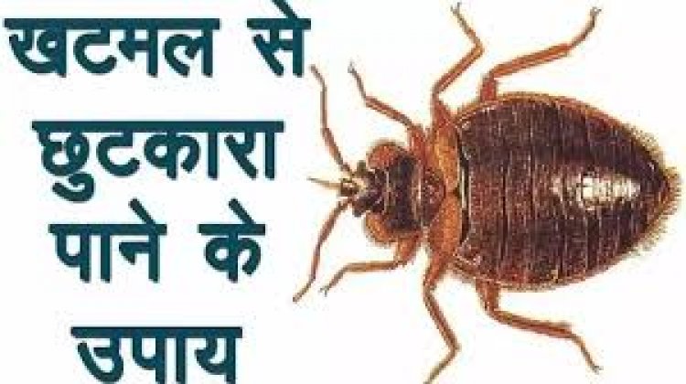 बिस्तर से खटमल कैसे निकालें?