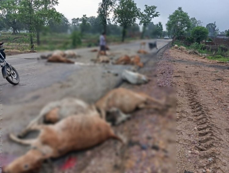 BREAKING : तेज रफ्तार वाहन ने मचाई तबाही, सड़क पर बैठे 17 गौवंशों को रौंदा