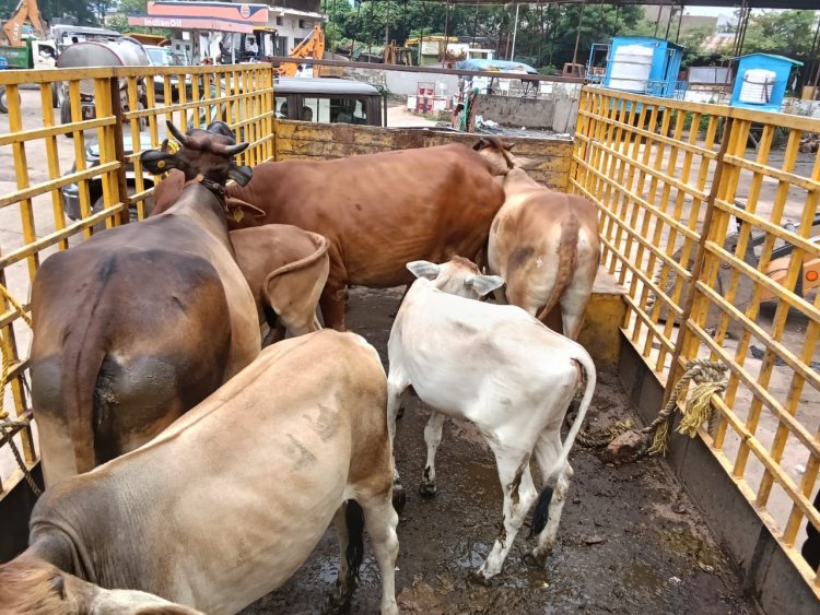 नगर निगम रायपुर द्वारा मार्गो से आवारा पशुओं को धरपकड़ कर निरंतर गौठानो में भेजा जा रहा