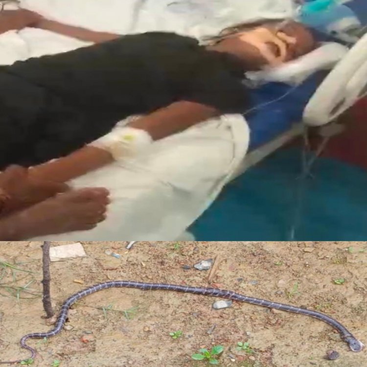 CG – हरेली की खुशियां बदली मातम में जहरीले सांप नें दो बच्चियों क़ो काटा एक की मौत दूसरी लड़ रही जिंदगी की जंग