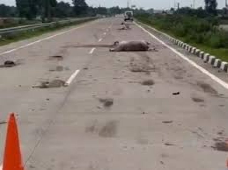 CG – सड़क पर बिछी लाशें : तेज रफ्तार वाहन ने मवेशियों को कुचला, 25 गायों की मौत, गौ रक्षकों में भारी आक्रोश