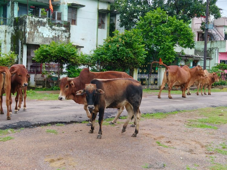 रुवाबांदा सेक्टर 6 की बदहाली: बाउंड्री वॉल न होने से मवेशियों का आतंक, गणेश मैदान पार्क बना तालाब!