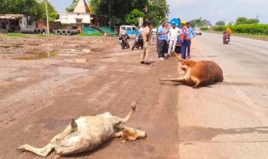 नेशनल हाईवे में देर रात दर्दनाक हादसा, सड़क पर बैठे मवेशियों को ट्रक ने रौंदा, 9 की मौत