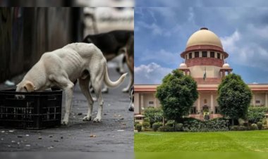 Supreme Court : आवारा कुत्तों पर सुप्रीम कोर्ट का फैसला, अब नसबंदी के बाद ही छोड़े जाएंगे