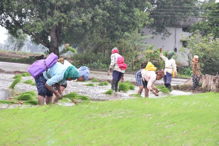 पी.एम फसल बीमा योजना: किसानों की फसलों के लिए सुरक्षा कवच