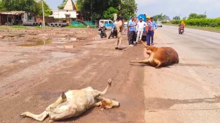 नेशनल हाईवे में देर रात दर्दनाक हादसा, सड़क पर बैठे मवेशियों को ट्रक ने रौंदा, 9 की मौत