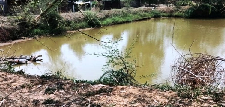 मनरेगा की डबरी से खेतों में हरियाली... चेहरे पर मुस्कान