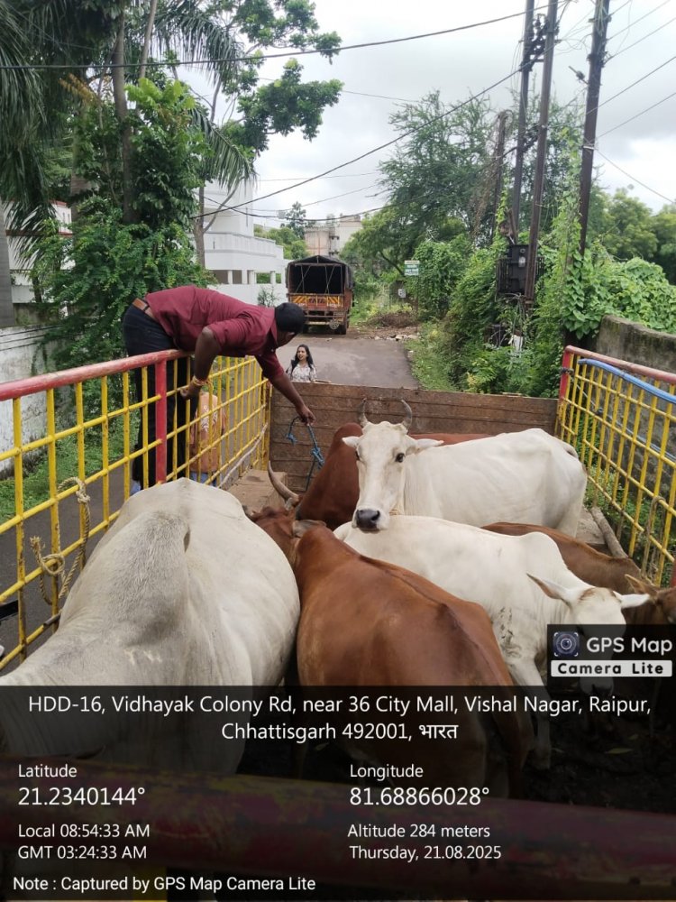 रायपुर नगर निगम ने विभिन्न सड़क मार्गो से दिन भर अभियान चलाकर 18 दिनों  में 1038 आवारा पशुओं को धरपकड़ कर गौठानों में भेजा