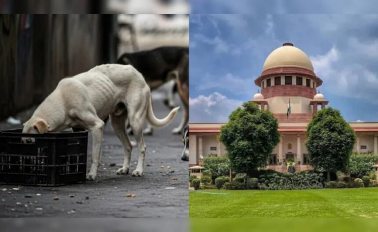 Supreme Court : आवारा कुत्तों पर सुप्रीम कोर्ट का फैसला, अब नसबंदी के बाद ही छोड़े जाएंगे