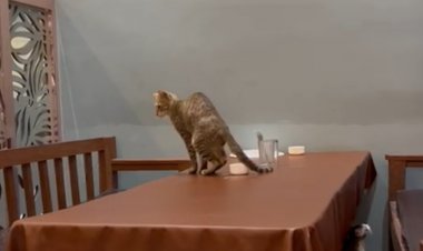 ढाबा में बिल्ली ने किया खाने की कटोरी में किया मल मूत्र : वीडियो हुआ वायरल