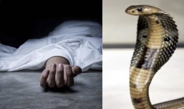 CG  : सो रहे परिवार के तीन लोगों को जहरीले सांप ने काटा, पिता-पुत्र की मौत, महिला की हालत गंभीर