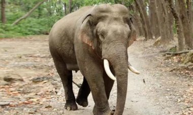 CG : एकबार फिर हाथी ने ग्रामीण को कुचलकर उतारा मौत के घाट, इलाके में दहशत