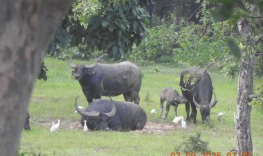 राजकीय पशु वन भैंसा के संख्या में वृद्धि हो रही है - केदार कश्यप 
