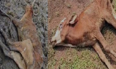 राजधानी में दर्जनभर से अधिक गायों की मौत, गौठान में मिली भारी अव्यवस्था, आक्रोशित हुए ग्रामीण