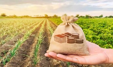 CG NEWS : कृषि भूमि का बाजार मूल्य अब हेक्टेयर दर से होगा निर्धारित, कई नियमों में हुआ संशोधन