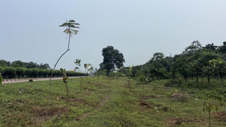 छत्तीसगढ़ के राष्ट्रीय राजमार्ग बन रहे ग्रीन कॉरिडोर