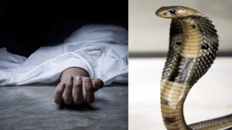 CG  : सो रहे परिवार के तीन लोगों को जहरीले सांप ने काटा, पिता-पुत्र की मौत, महिला की हालत गंभीर