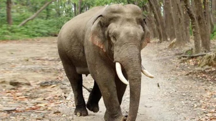 CG : एकबार फिर हाथी ने ग्रामीण को कुचलकर उतारा मौत के घाट, इलाके में दहशत