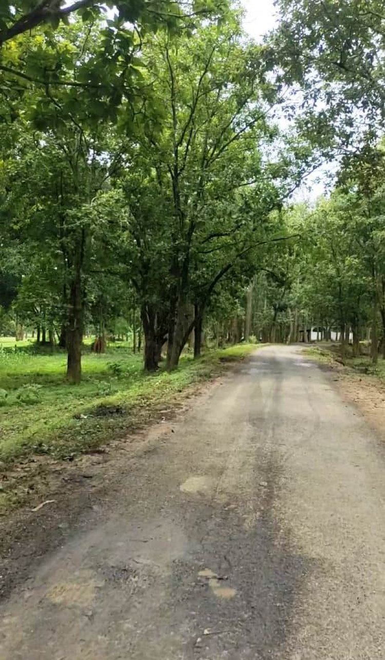 रवेल से तराईबेडा मार्ग का किया गया मरम्मत