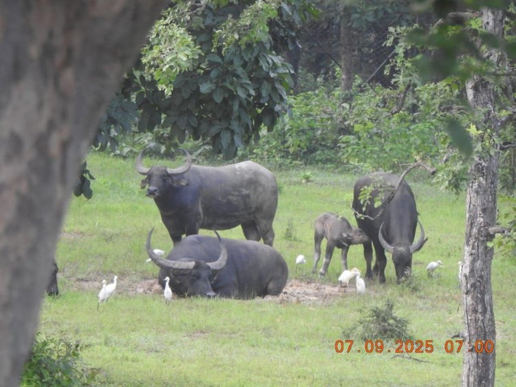राजकीय पशु वन भैंसा के संख्या में वृद्धि हो रही है - केदार कश्यप 