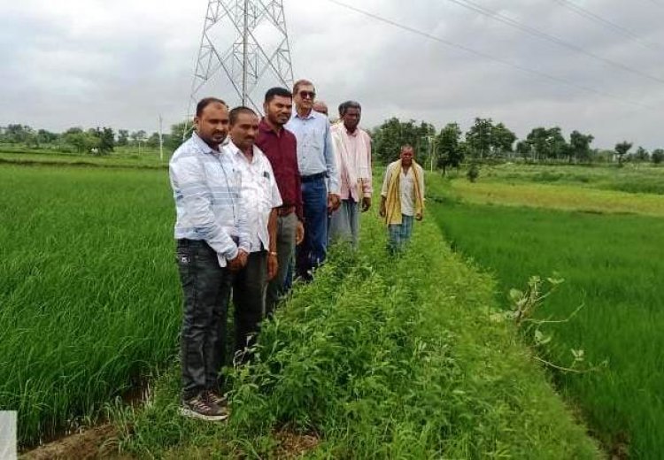 विक्रम टीसीआर : कम अवधि और कम पानी में ज्यादा उपज देने वाली धान की किस्म