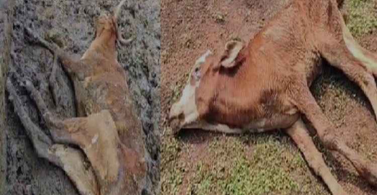 राजधानी में दर्जनभर से अधिक गायों की मौत, गौठान में मिली भारी अव्यवस्था, आक्रोशित हुए ग्रामीण