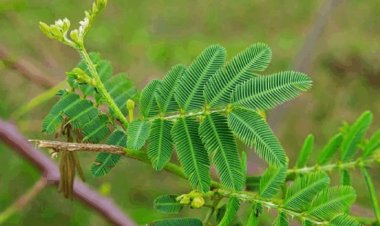 Dussehra  2025: विजयादशमी पर क्यों किया जाता है शमी की पूजा, जानें महत्व